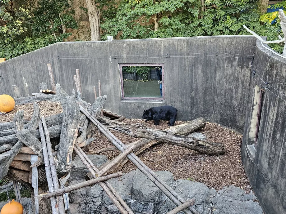 Beruang di Kebun Binatang Ueno