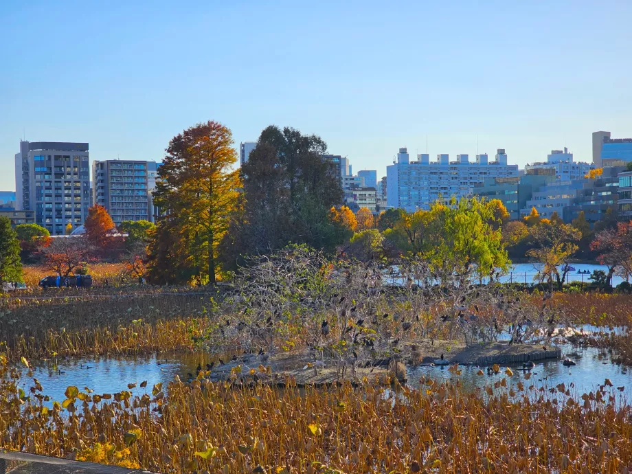 Taman Ueno, Kolam Shinobazu