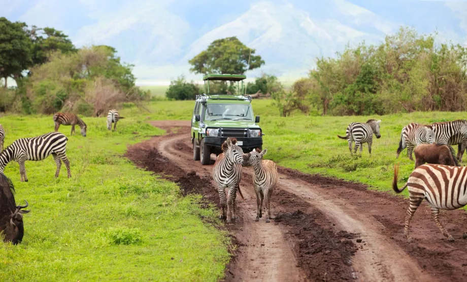 Mobil dalam safari