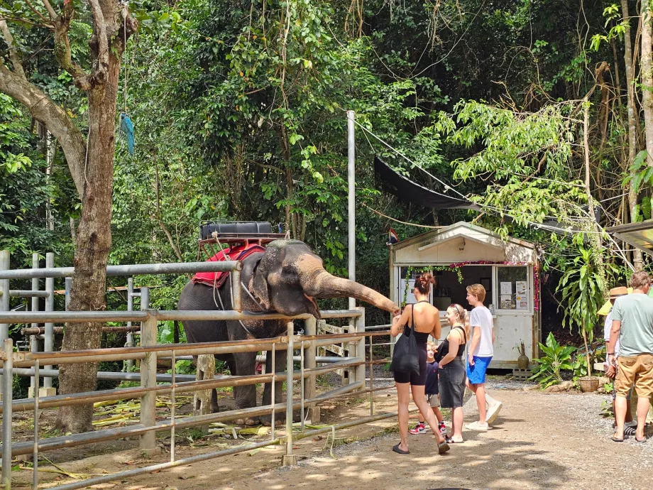 Peternakan gajah