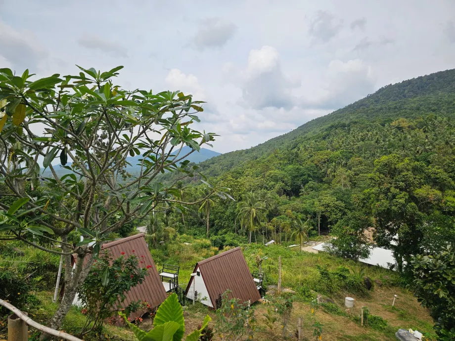 Hutan di pedalaman Koh Phangan