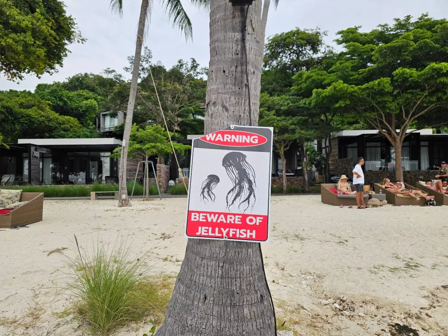 Pantai Rin Nai, peringatan adanya ubur-ubur