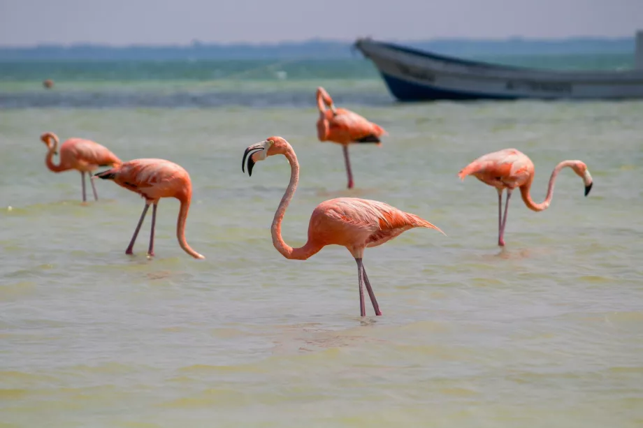 Flamingo di Holbox