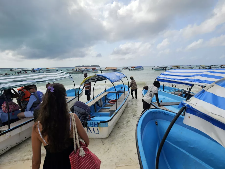 Kekacauan di atas kapal - berlayar untuk melihat lumba-lumba