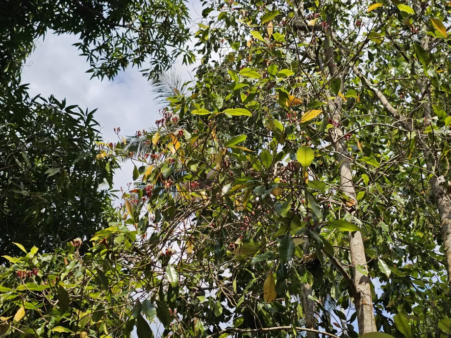 Lobak di pertanian dengan rempah-rempah