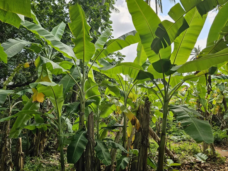Pohon pisang