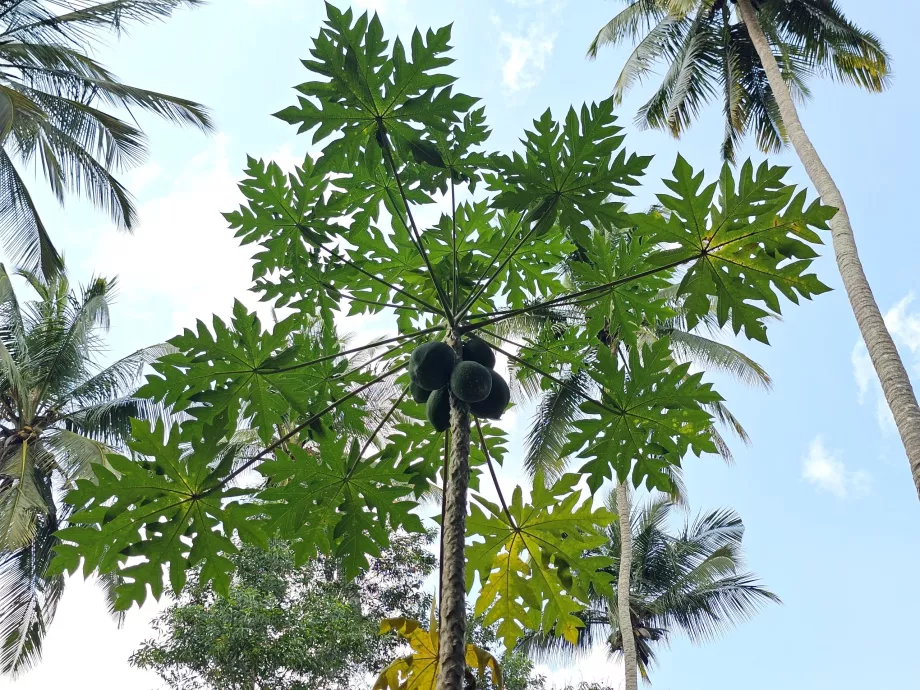 Pepaya