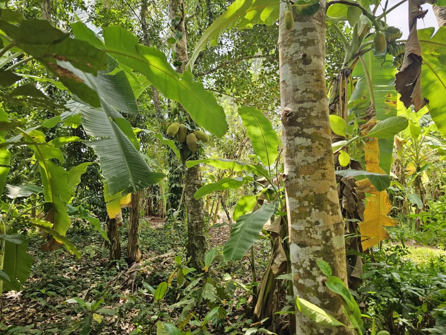 Nangka