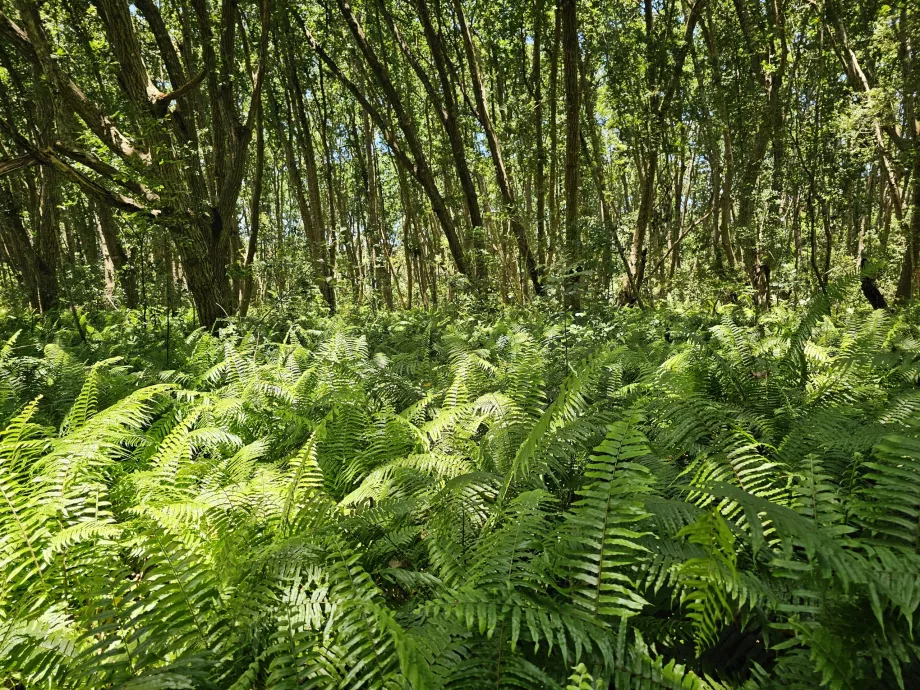 Hutan Jozani