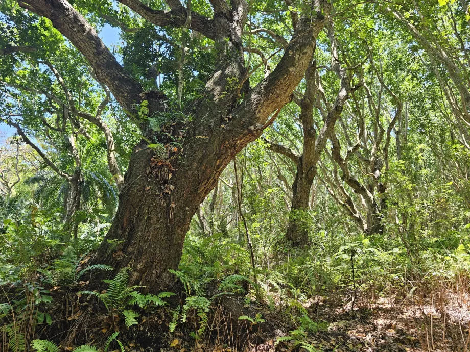 Hutan Jozani