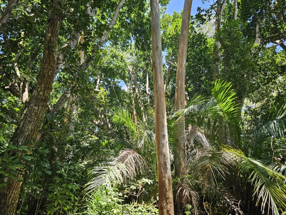 Hutan Jozani