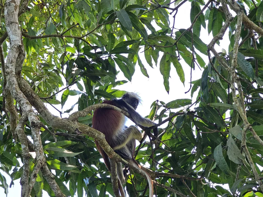 Hutan Jozani, monyet