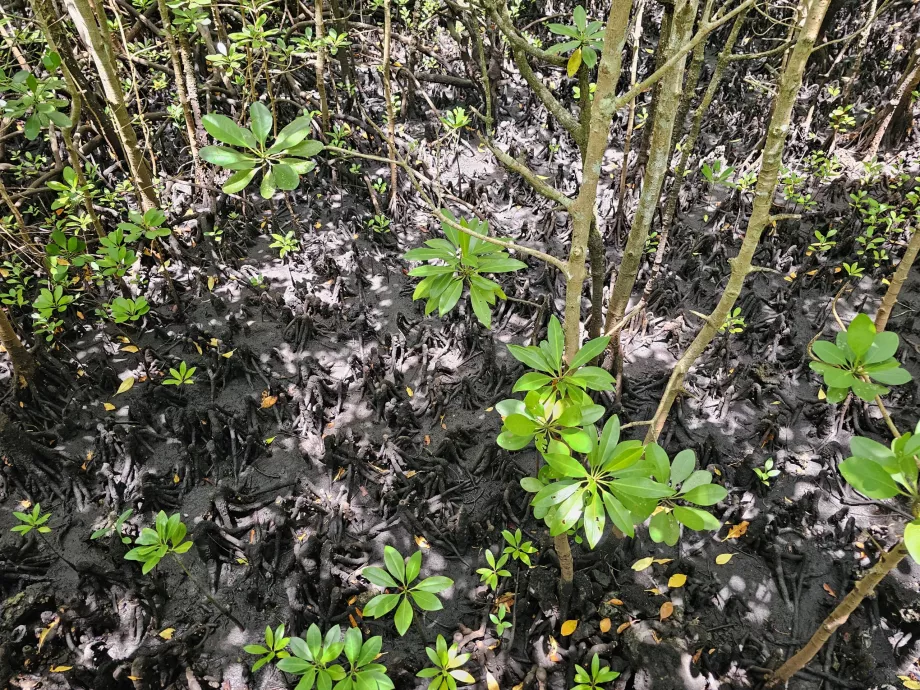 Hutan Jozani, hutan bakau