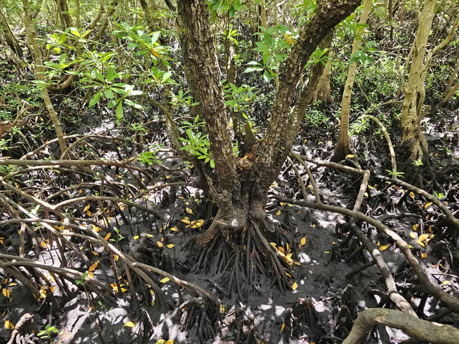 Hutan Jozani, hutan bakau