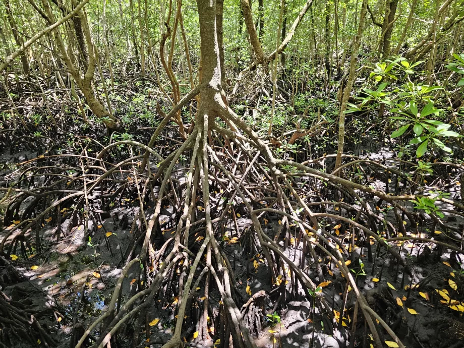 Hutan Jozani, hutan bakau