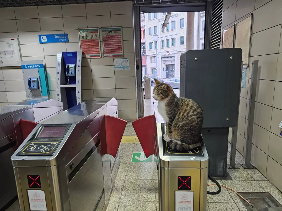 Kucing di pintu putar di pintu masuk stasiun kereta api