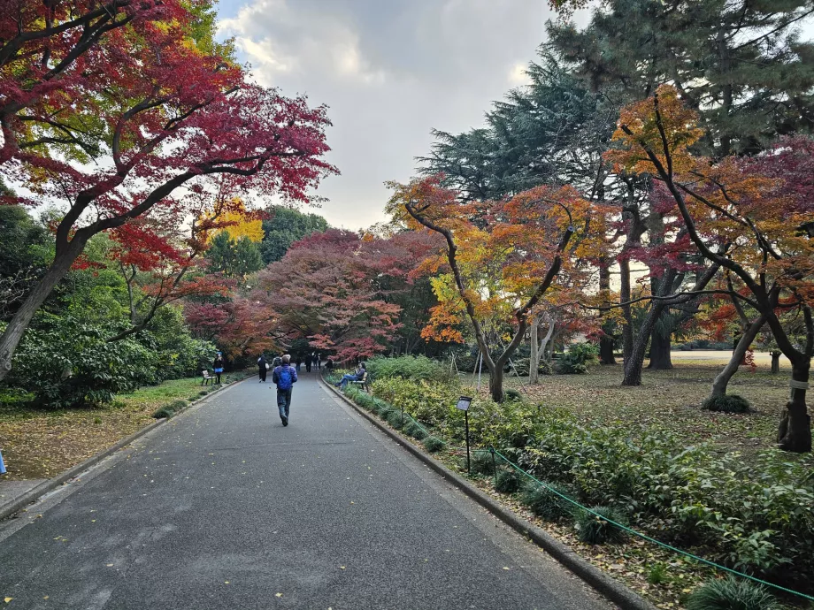 Taman Nasional Shinjuku Gyoen