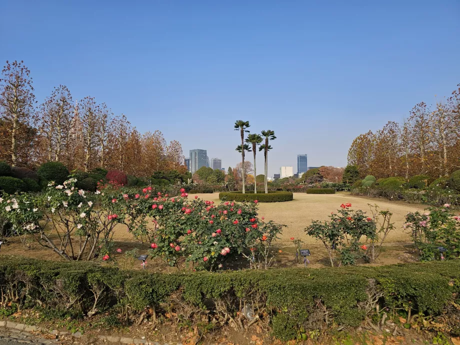 Taman Nasional Shinjuku Gyoen