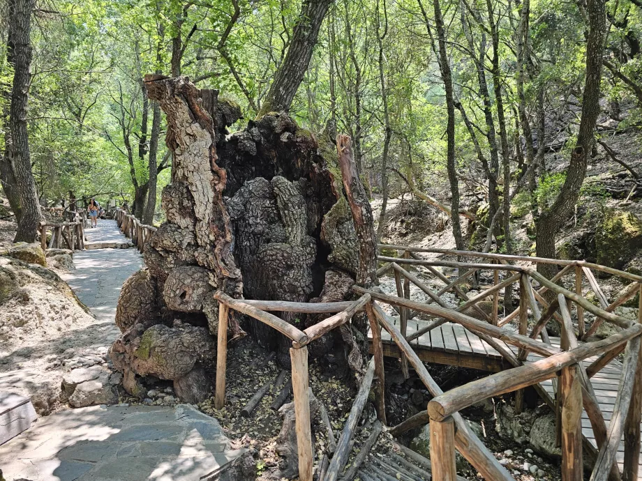 Lembah kupu-kupu