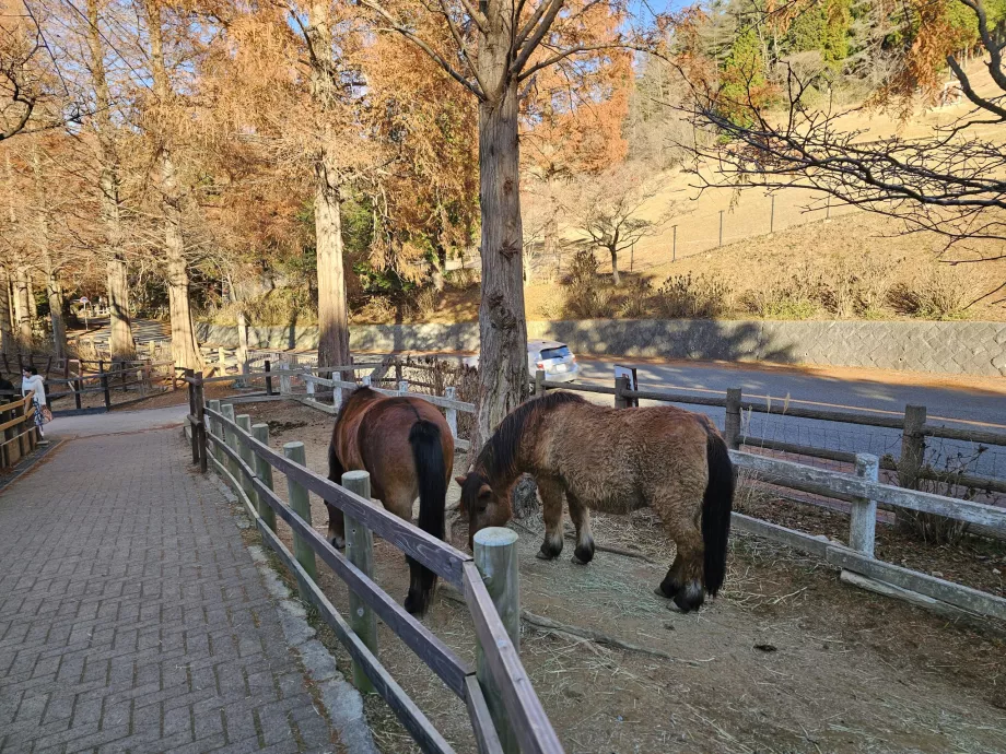Padang Penggembalaan Rokkosan