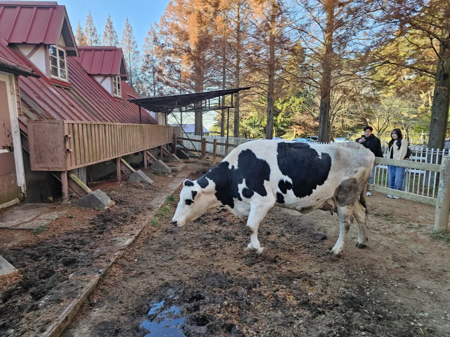 Padang Penggembalaan Rokkosan