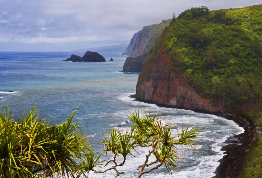 Hutan Kohala