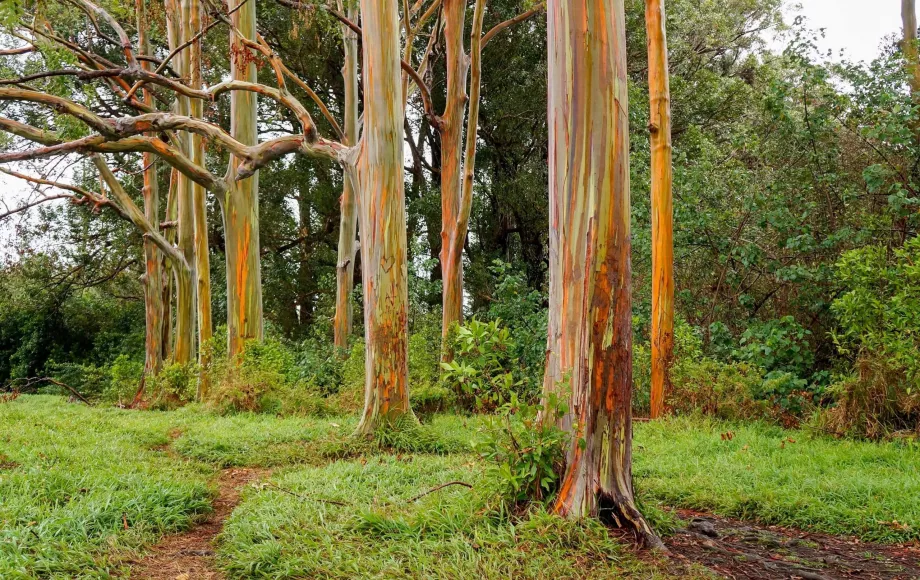 Pohon Pelangi