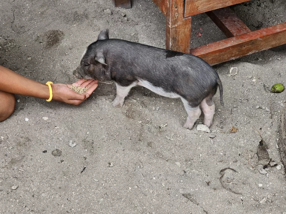 Memberi makan babi di Pulau Babi